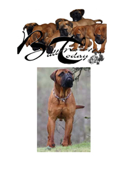 Bullmastiffs Today n 2 Bullmastiffs todays nº 2