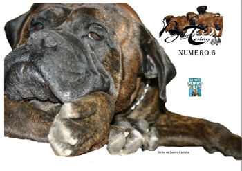 Bullmastiffs Today n 6 Bullmastiffs Today nº 6