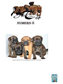 Bullmastiffs Today n 8 Bullmastiffs Today nº 8