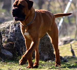 Castro-Castalia Bullmastiffs