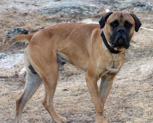 Manual de Nutricion canina, las fibras, Castro-Castalia Bullmastiffs