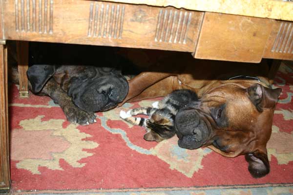 Plantas peligrosas, Castro-Castalia Bullmastiffs