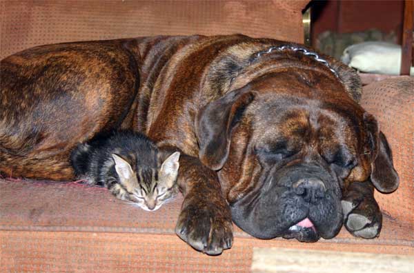 Breeding Philosophy Castro-Castalia Bullmastiffs