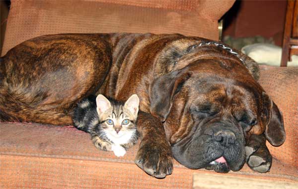 Gatos, Animales Magicos y Diferentes, Castro-Castalia Bullmastiffs