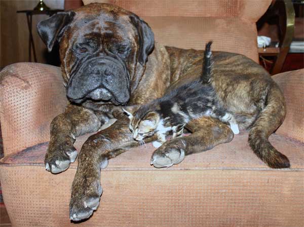 Gatos, Animales Magicos y Diferentes, Castro-Castalia Bullmastiffs