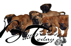 Bullmastiffs Today