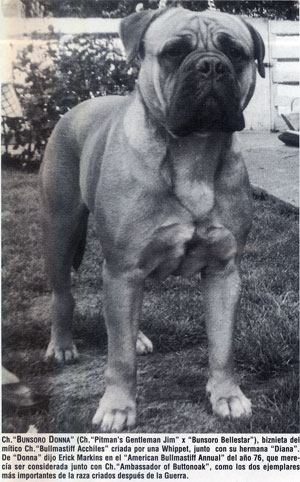 Bunsoro Donna, Castro-Castalia Bullmastiffs