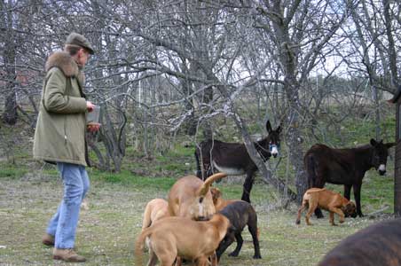 Manual del cachorro, Socializacion de un cachorro, Castro-Castalia Bullmastiffs