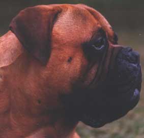 Xerxes de Castro-Castalia Bullmastiffs