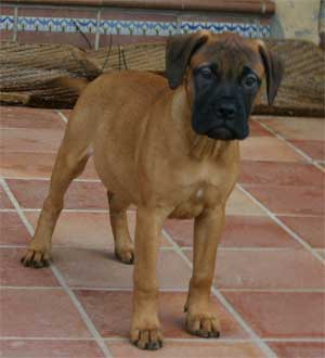 Delivery Terms, Castro-Castalia Bullmastiffs