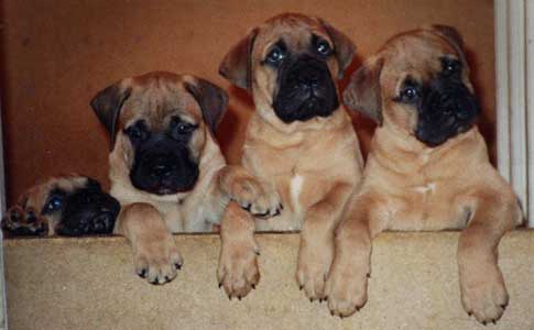 Cachorros de la Camada A de Castro-Castalia Bullmastiffs