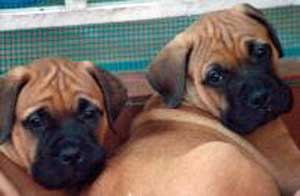 Garantias de Paternidad, Castro-Castalia Bullmastiffs