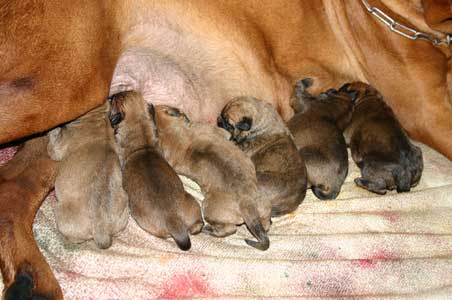 Cahorros Bullmastiffs de la Camadas C de Castro-Castalia Bullmastiffs