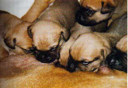 Cachorros Camadas Anteriores, Castro-Castalia Bullmastiffs