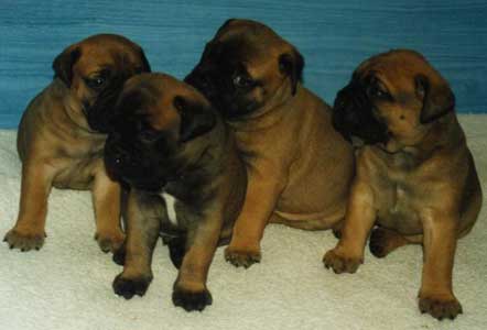 Cachorros Camadas Anteriores, Castro-Castalia Bullmastiffs