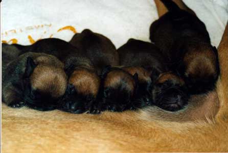 Incidencia del hipotiroidismo en la raza Bullmastiff, Castro-Castalia Bullmastiffs