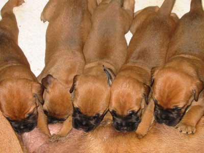 Cachorros de la Camadas N de Castro-Castalia Bullmastiffs