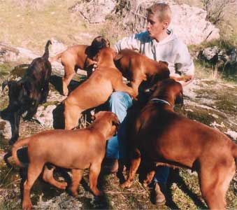 Cachorros Camadas Anteriores, Castro-Castalia Bullmastiffs