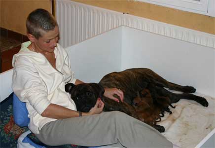 Niños y perros, Lobo con piel de cordero, Castro-Castalia Bullmastiffs