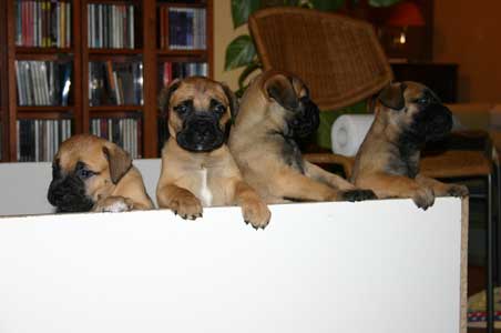 Cachorros de la Camada P de Castro-Castalia Bullmastiffs