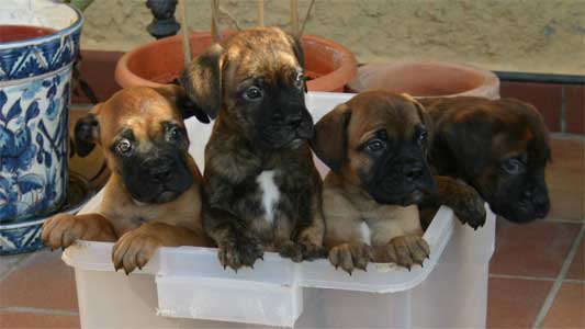 Cachorros de la Camadas Q de Castro-Castalia Bullmastiffs