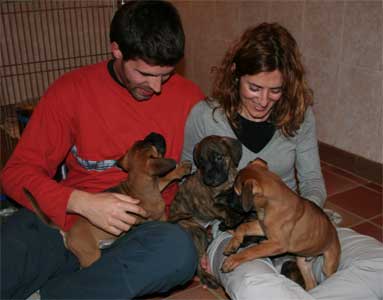 Manual del cachorro, Socializacion de un cachorro, Castro-Castalia Bullmastiffs