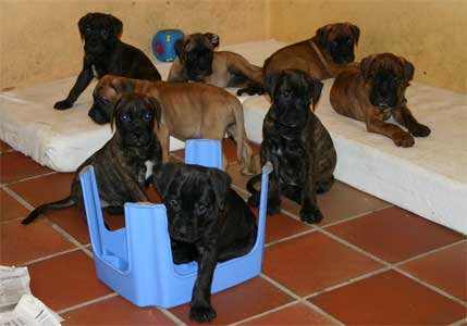 Niños y perros, Castro-Castalia Bullmastiffs