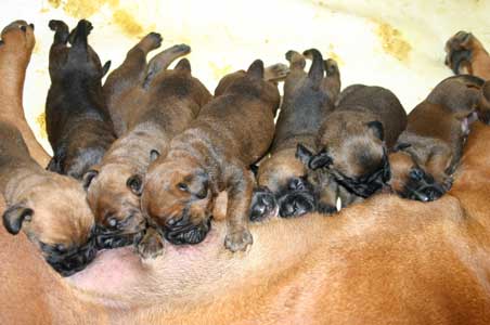 Cachorros Camadas Anteriores, Castro-Castalia Bullmastiffs