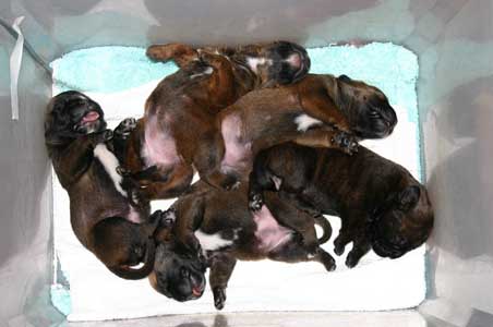 Anecdotas de Castro-Castalia Bullmastiffs, Six ¿solo seis?, Castro-Castalia Bullmastiffs