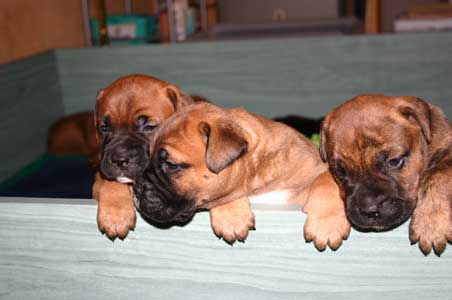 Cachorros Camadas Anteriores, Castro-Castalia Bullmastiffs