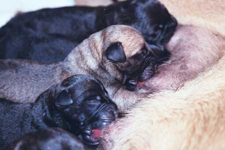 Cachorros Camadas Anteriores, Castro-Castalia Bullmastiffs