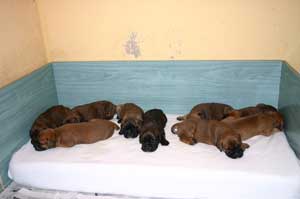 Anecdotas de Castro-Castalia Bullmastiffs, Six ¿solo seis?, Castro-Castalia Bullmastiffs