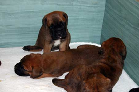 Anecdotas de Castro-Castalia Bullmastiffs, Six ¿solo seis?, Castro-Castalia Bullmastiffs