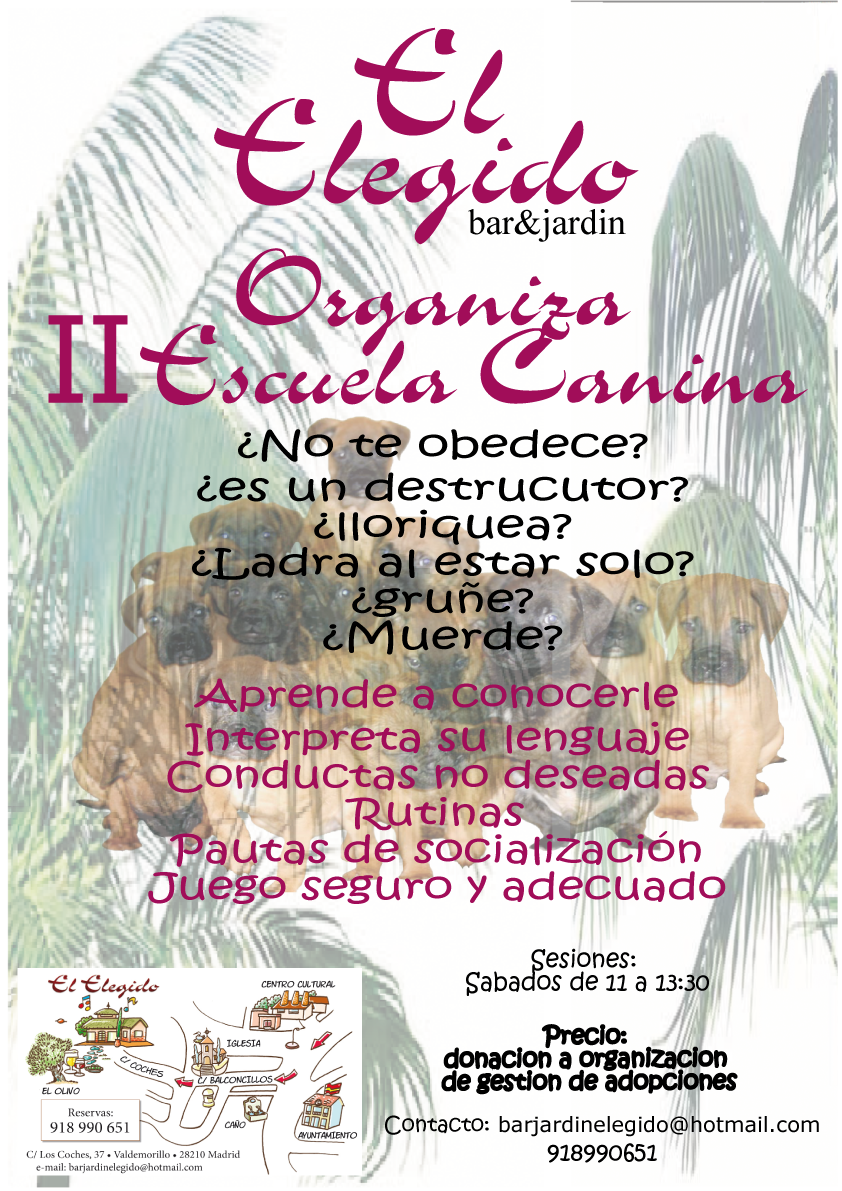 Castro-Castalia Bullmastiffs