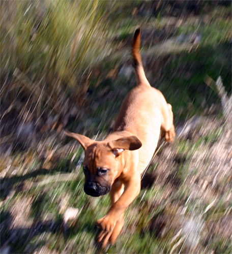 Manual de nutricion Canina, Los hidratos de carbono