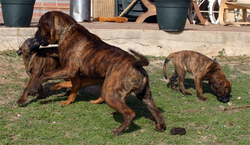 Homeopatia, Castro-Castalia Bullmastiffs