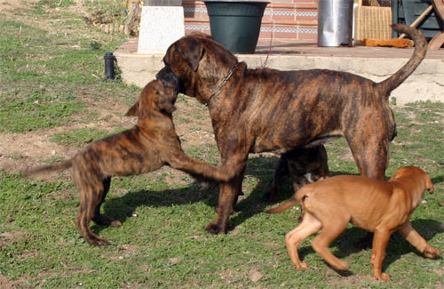 Castro-Castalia Bullmastiffs