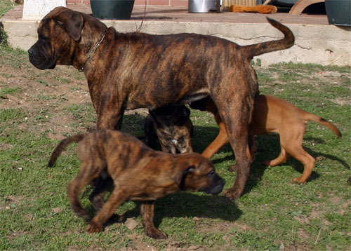 Manual de Nutricion Canina, interpretacion de la etiqueta, Castro-Castalia Bullmastiffs