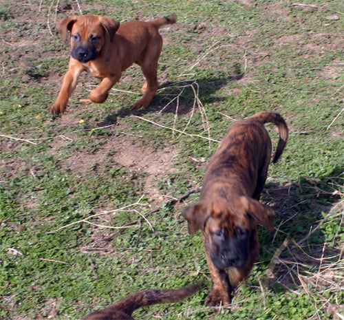 Manual de Nutricion Canina, Introduccion, Castro-Castalia Bullmastiffs