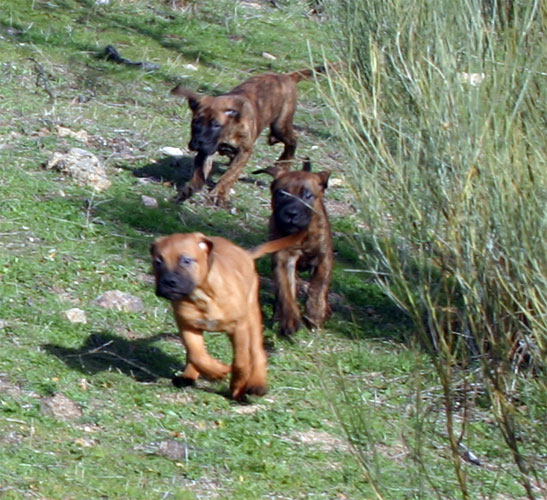 Camada Chuches de Castro-Castalia Bullmastiffs