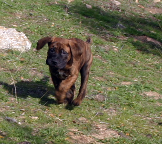 Castro-Castalia Bullmastiffs