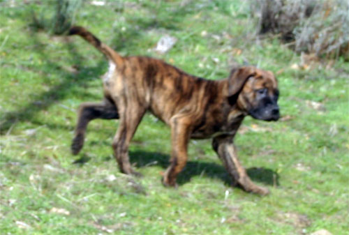 El Mastiff, Castro-Castalia Bullmastiffs