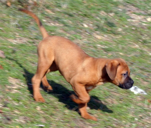 Aromaterapia, Castro-Castalia Bullmastiffs