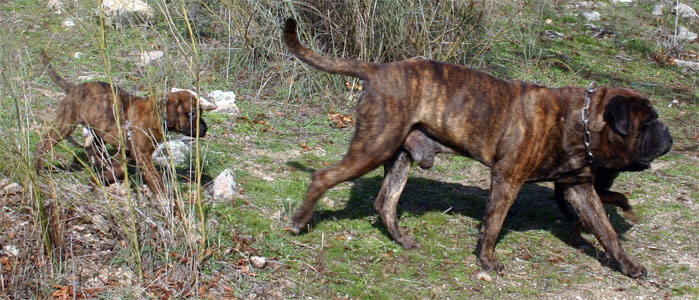 Torsion de estomago, incidencia en la raza, remedios y cuidados