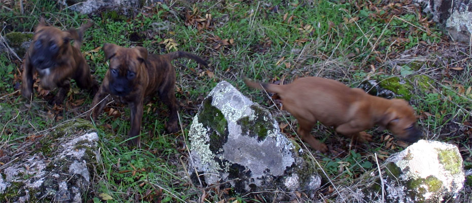 Alternativas Naturales,  Castro-Castalia Bullmastiffs