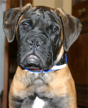 Castro-Castalia Bullmastiffs