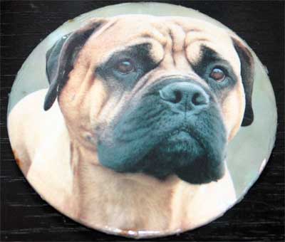 Castro-Castalia Bullmastiffs