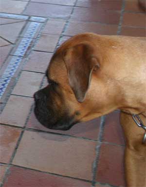 El Mastiff, Castro-Castalia Bullmastiffs