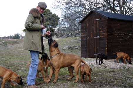 working bullmastiff