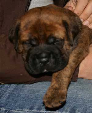 Enfermedades Caninas, descripcion y sintomatologia, Castro-Castalia Bullmastiffs Enfermedades Caninas, descripcion y sintomatologia, Castro-Castalia Bullmastiffs